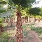 نخيل واشنطونيا زينه جميع المقاسات