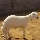طلي حري جذع