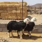 طليان نجد