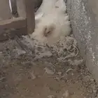 دجاج ابيض للبيع