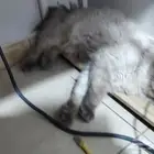 قطط شيرازي للبيع