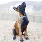 جراء مالينو للبيع