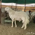 فحل حري صنف ( مشروط ) - تم البيع
