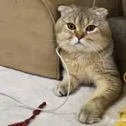 قط نوع للبيع سكواتش فولد