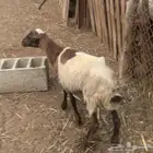 رخله للبيع 4 اشهر