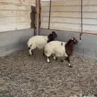 للبيع خرفان