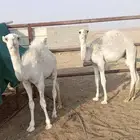 حشو قصب