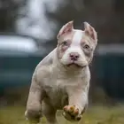 متوفر جرو للبيع امريكان بولي ولد