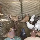عشه حمام للبيع احجام جامبو حمام مصري وكنق وباكستاني