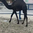 للبيع حشوان كفو