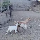 عنز ديره تحتها تيس حليبها وافر وامورها طيبه شرط