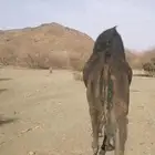 ناقه مجهم كفو حايل سنها منوب