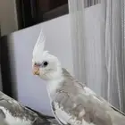 كروان ذكر