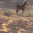 حصان