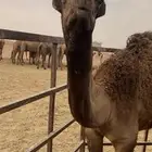 قعود مشروع فحل دبياني