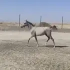 للبيع حصان عربي