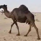 ناقه خلفه