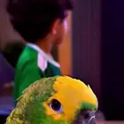 ببغاء امزوني