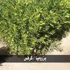 شتل جميع النواع مثمر وغير مثمر