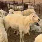 فحل حري حار وعلى جميع الشروط