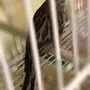 ذكر كناري مغرد