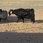 تيوس فحول للبيع