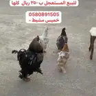 ديك براهما و 3 دجاج براهما للبيع المستعجل ب 250 ر