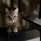 تبني