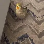 مفقود كروان