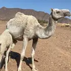 خلفه للبيع