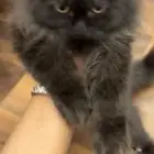 قطوة شيرازيه لتبني