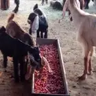 معزا عوارض للبيع عدد 10 يتبعها 5 معها فحلها