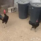 دجاج باكستاني