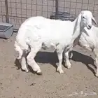 طلي حري طيب بالحيل