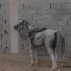 حصان شعبي
