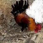 ديك عربي