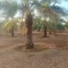 نقوم بتوريد انخيل وزرعته الوشنطني والعربي مقسات حلوه بجميع ا