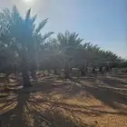 التوريد النخيل العربي على من متر الى مترين