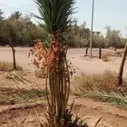 نخل مثمر للبيع