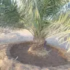 نخل سكري جثايث طيبه جدا  ونظيفه وعلى شرط من متر لا مترين