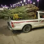 نخيل القصيم