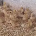 صوص بط بكيني العمر اسبوعين