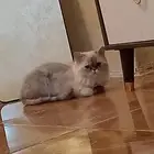 قطه للبيع