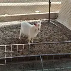 تيوس عدد 3 للبيع