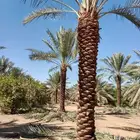 نخيل عربي للبيع