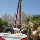 نخيل واشنطونيا وعربي وزيتون