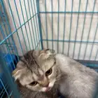 قطط سكوتش للتبني ذكر وانثي
