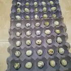 بيض سمان للبيع