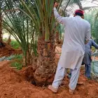نخل مثمر للبيع شيشي منيفي خضري صقعي نخيل مجدول سكري غر سري