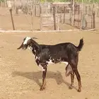 للبيع ماعز حجازية أصيلة رباع